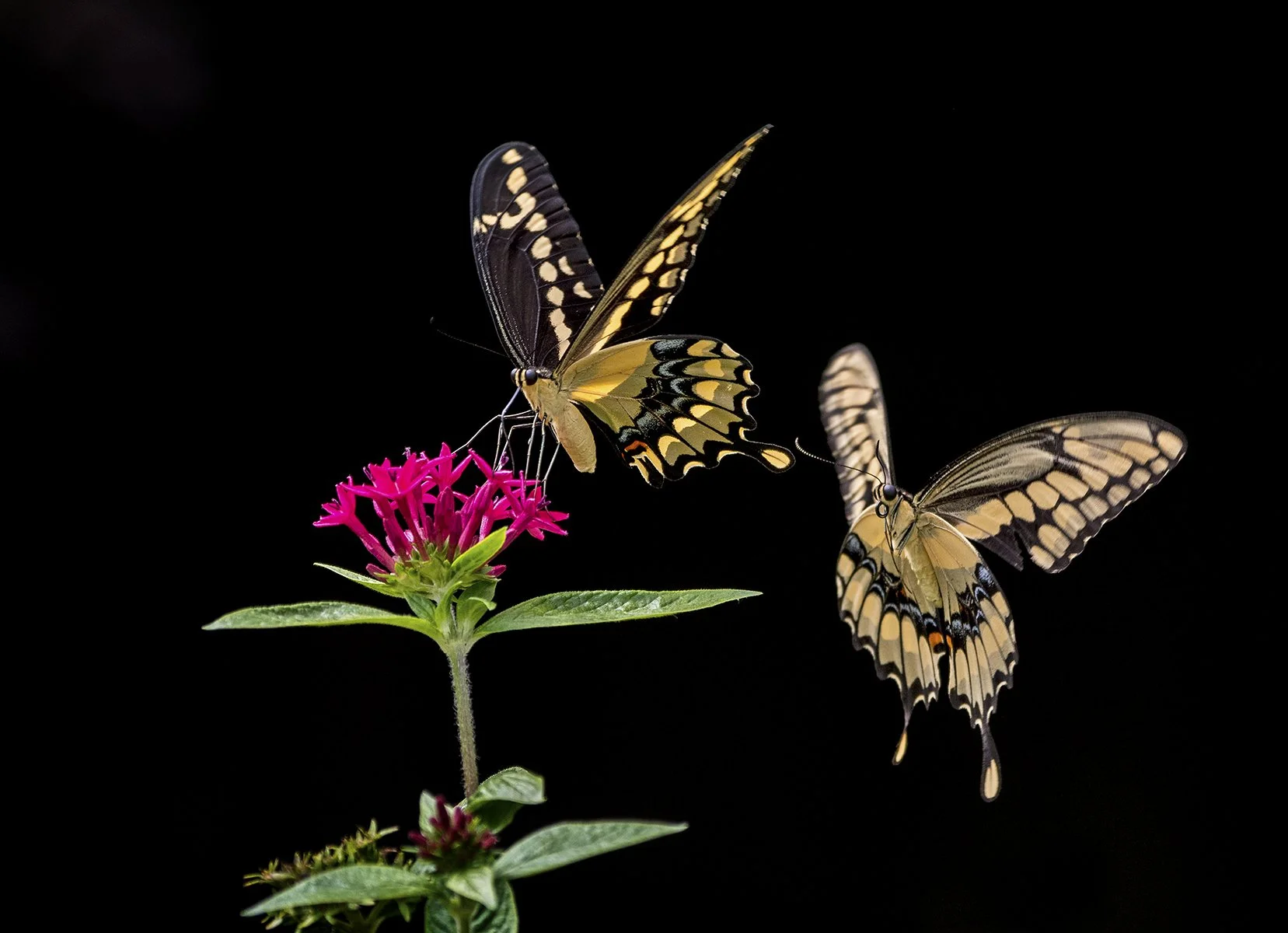 Giant Swallowtail Pair