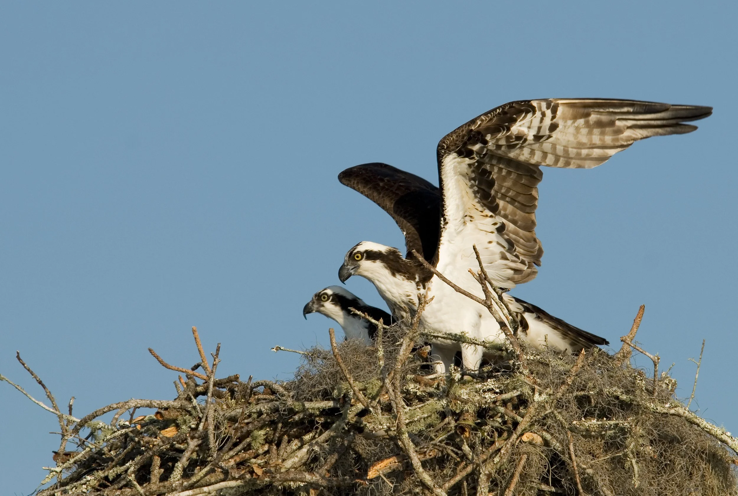 Osprey Nest