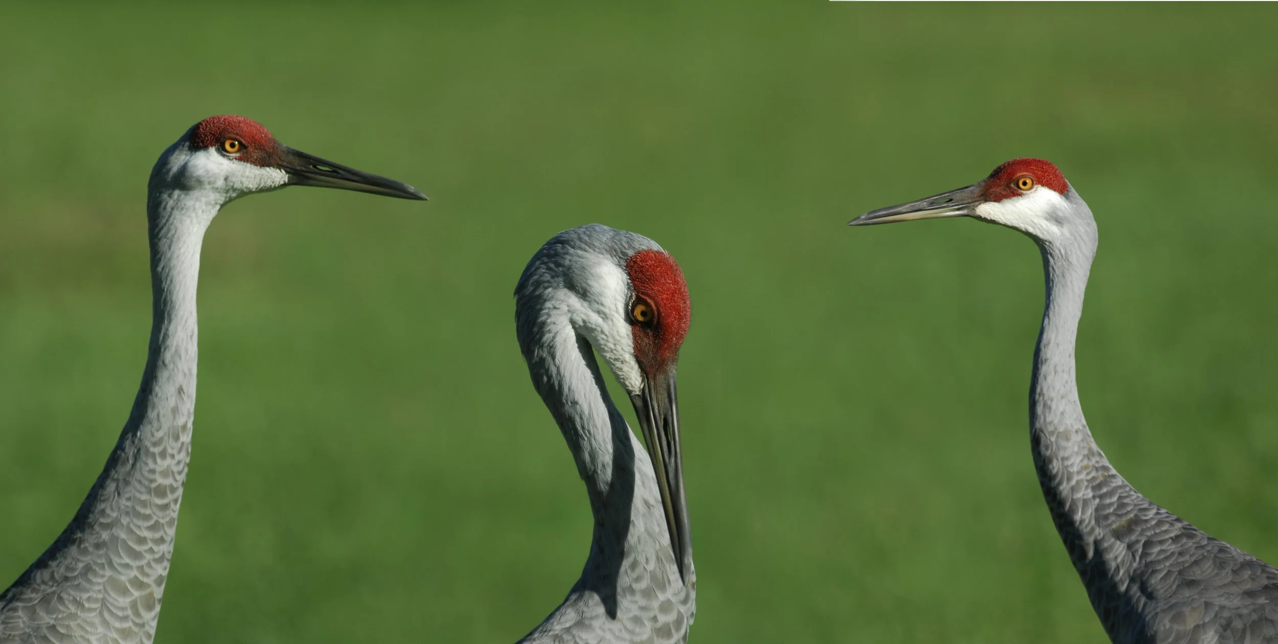 3 Sandhill Cranes