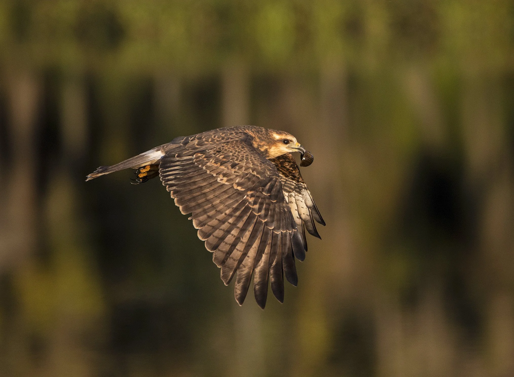 Snail Kite #37