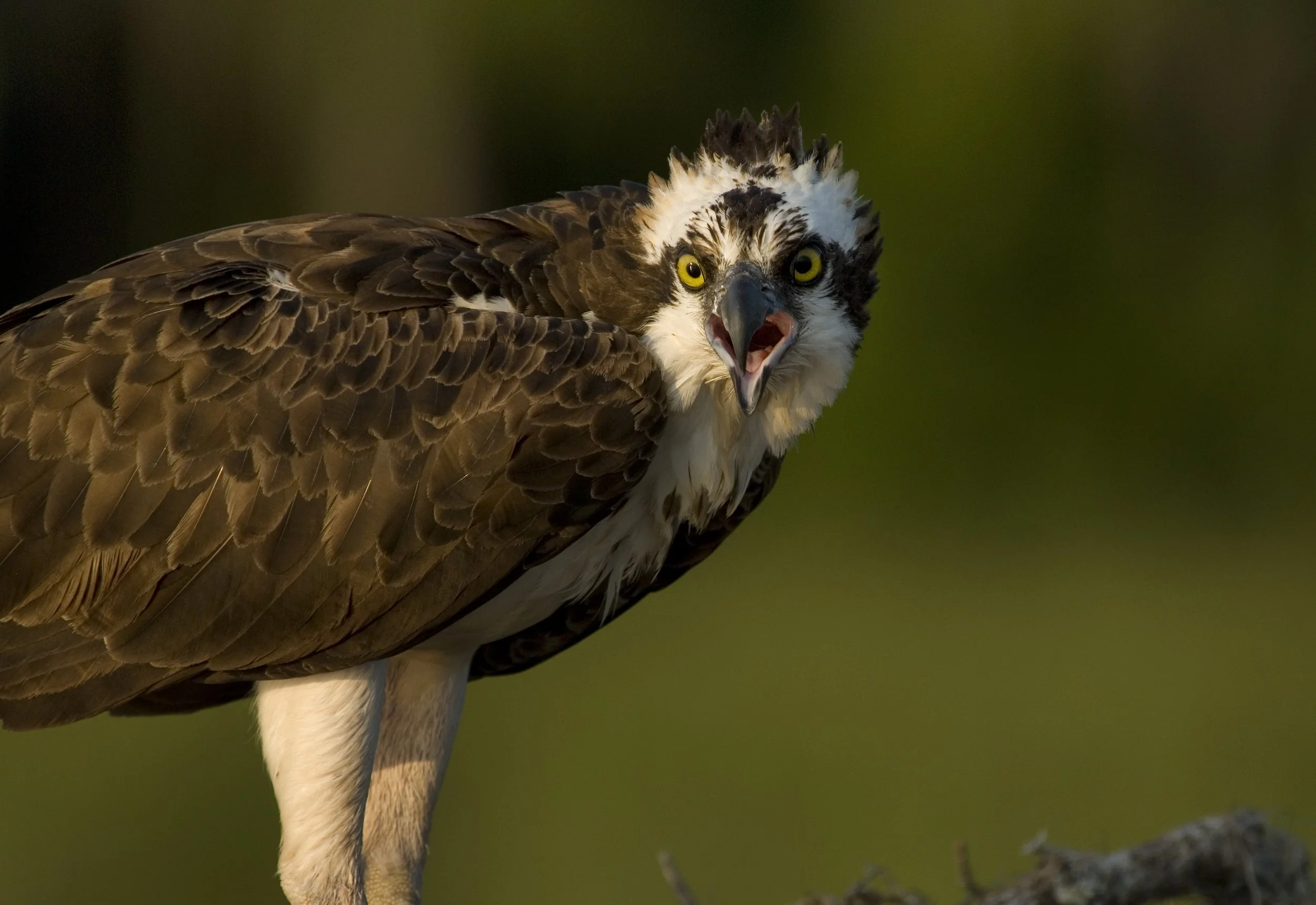 Osprey in Nest