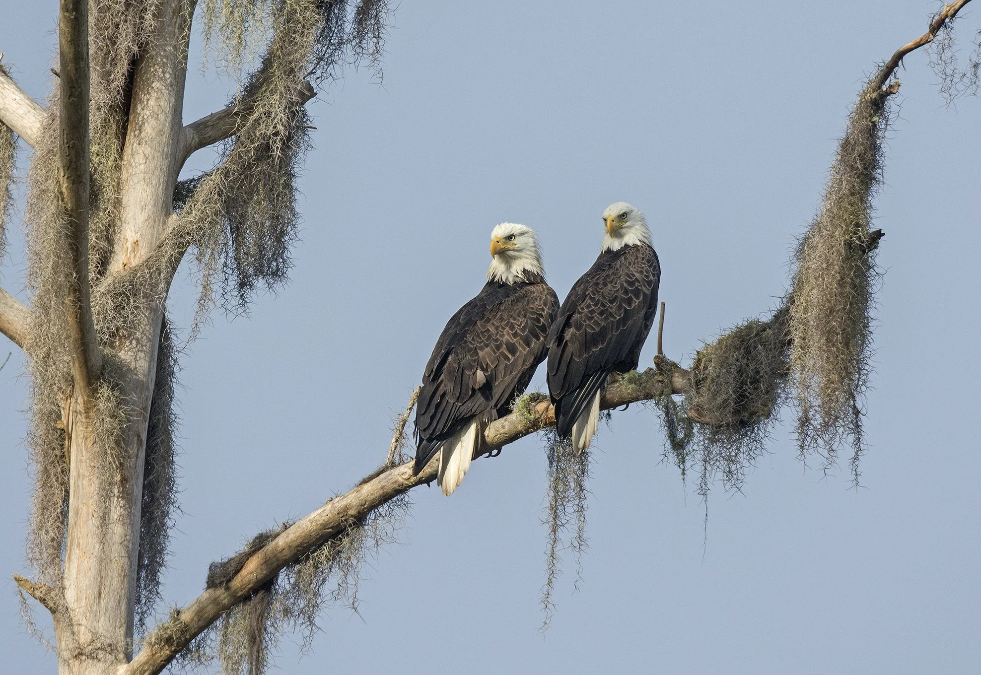 Eagle Pair
