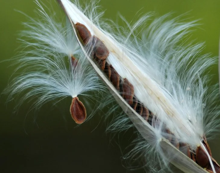 Milkweed Seeds