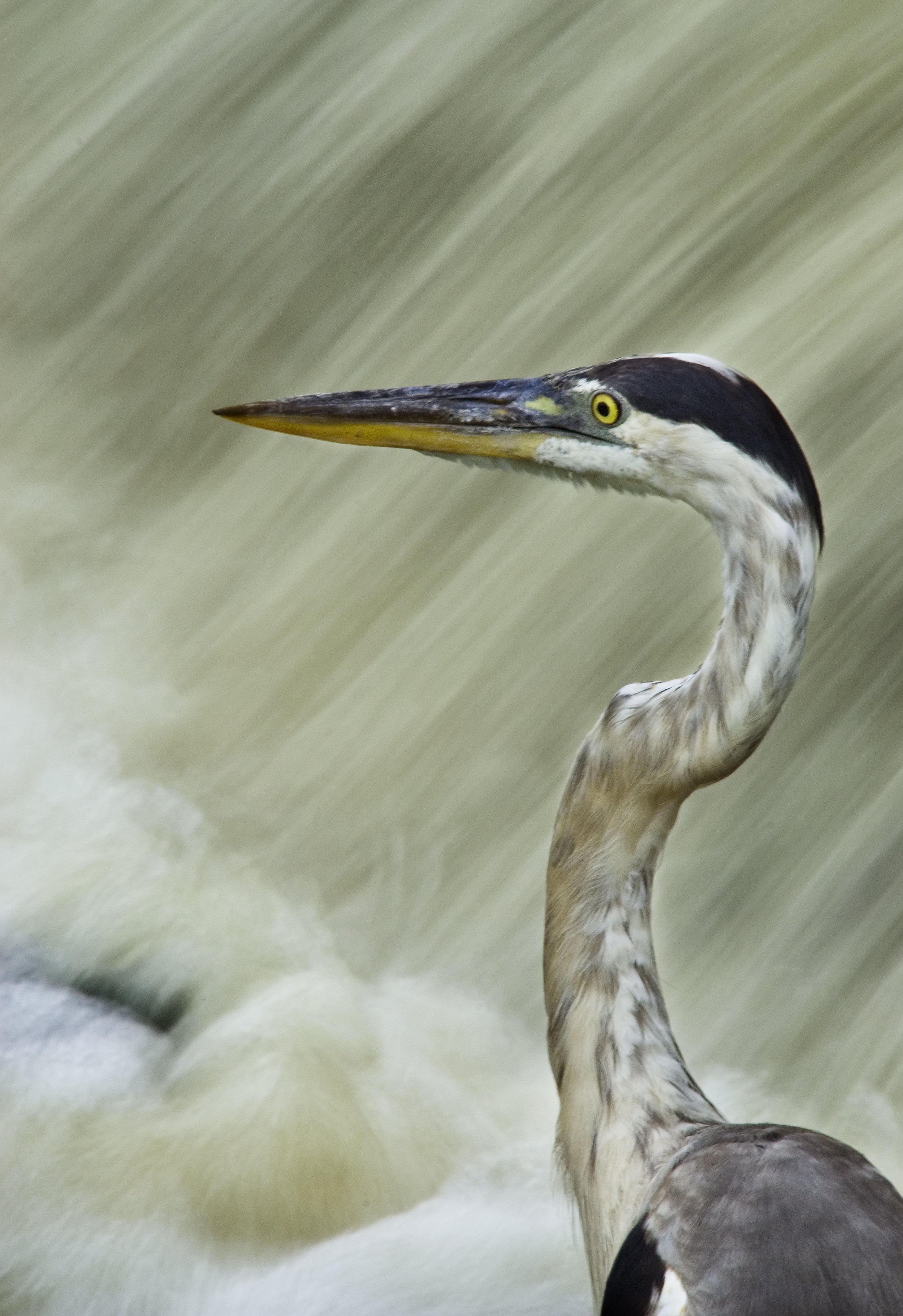 Blue Heron Waterfall