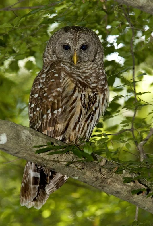 Barred Owl