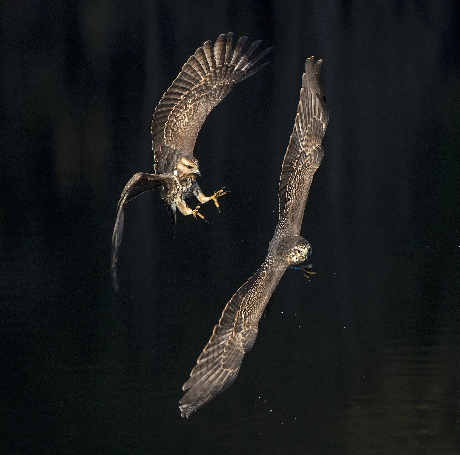 A snail kite chasing another snail kite in mid-air with a dark background