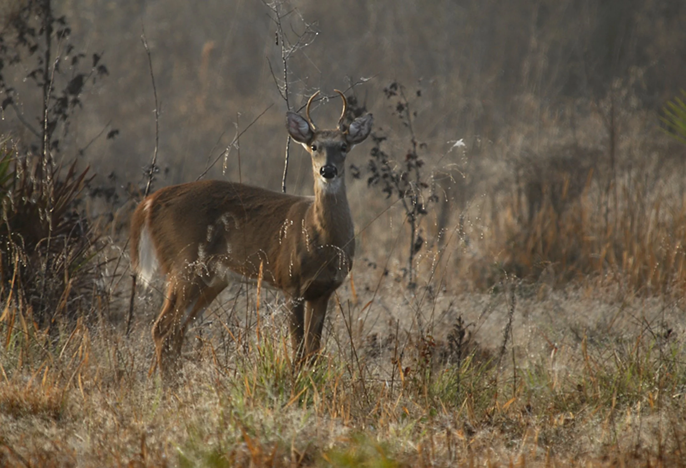 A young buck with antlers standing in dry grass in a forested area.