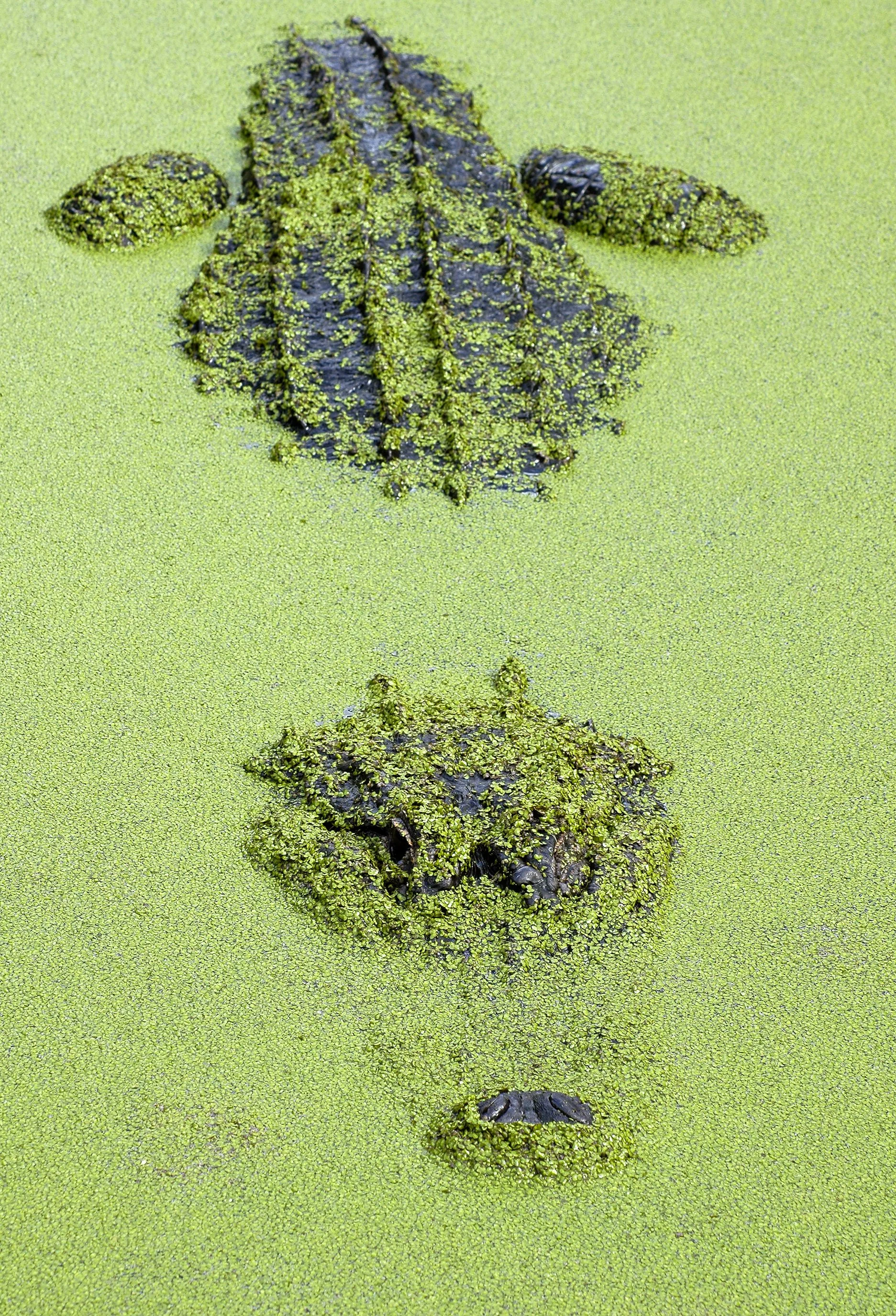 A crocodile submerged in water covered with green duckweed, with only its head and snout visible.