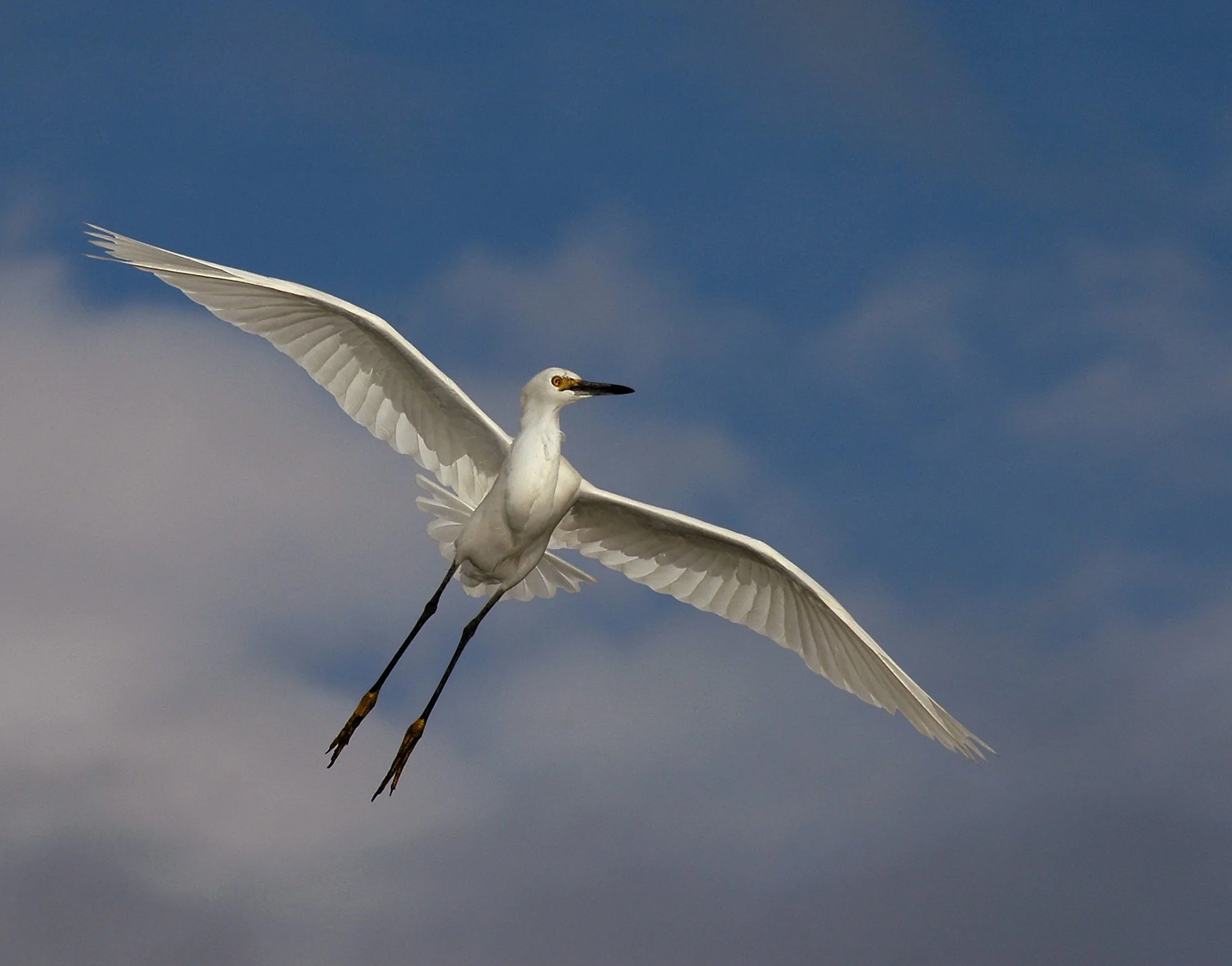 Great Egret