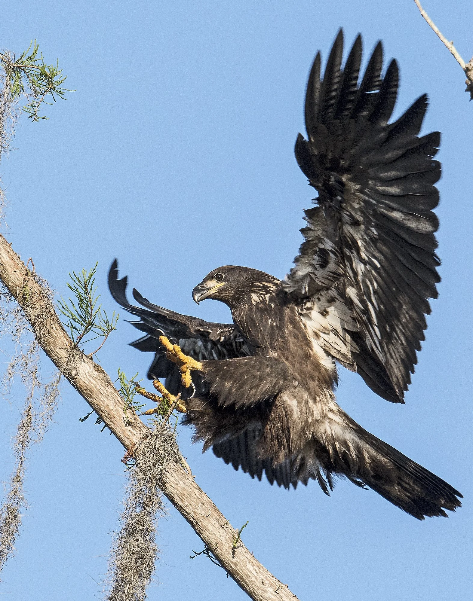 Juvenile Eagle #4
