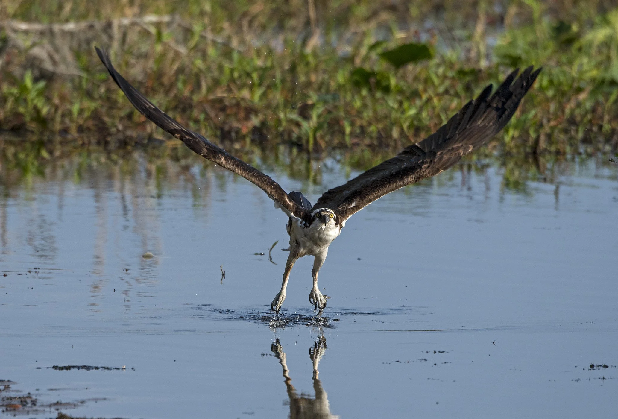 Osprey #8