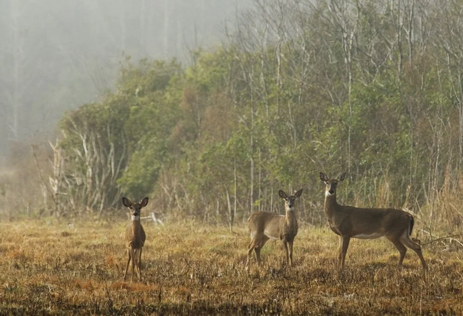 Three deer standing in a field with trees and a hazy sky in the background.