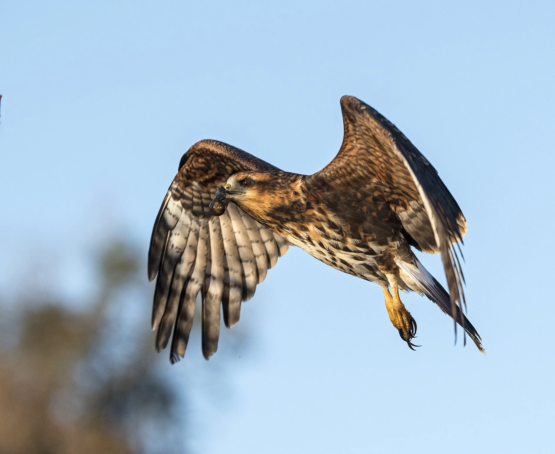 Snail Kite #44