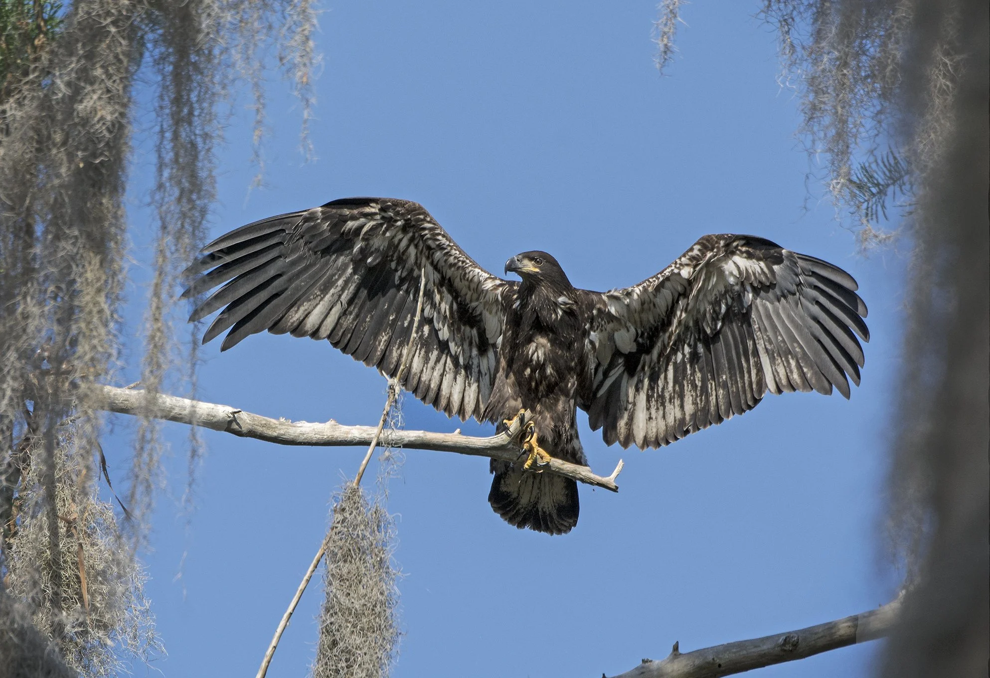 Juvenile Eagle
