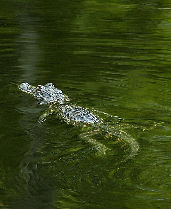 Baby Gator