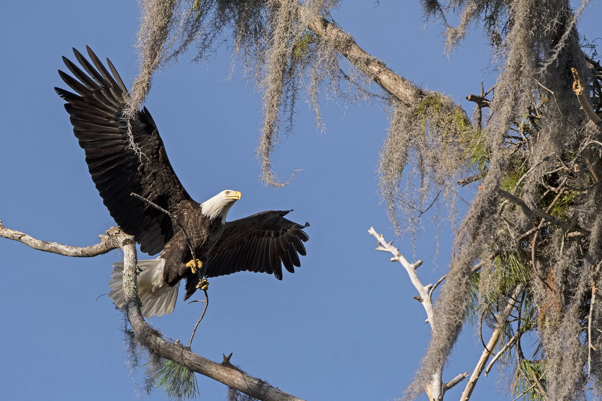 A bald eagle perched on a tree branch with wings partially spread against a clear blue sky.