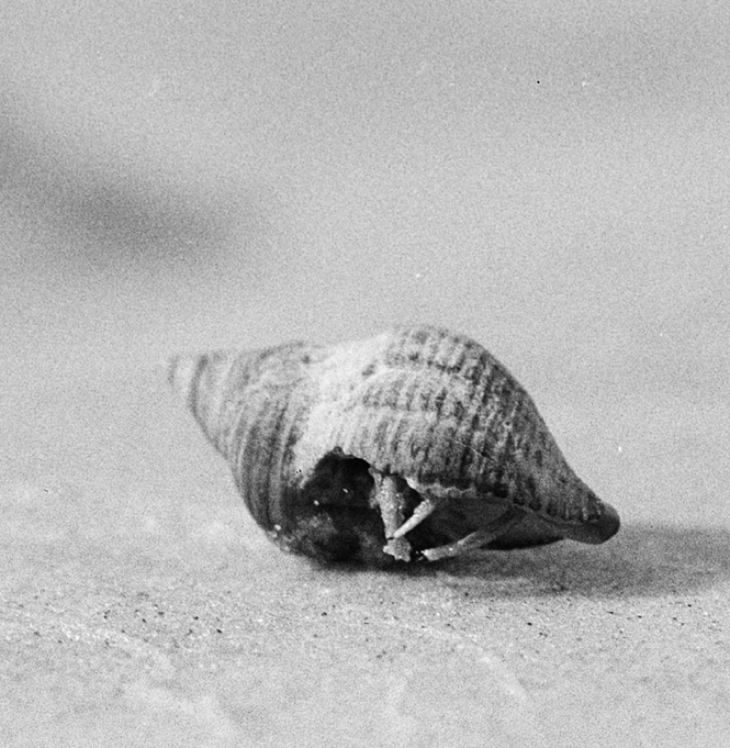 A close-up black-and-white photograph of a seashell on the sand, with a tiny crab partially visible inside the shell.