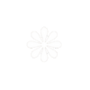 White flower with five petals on a black background