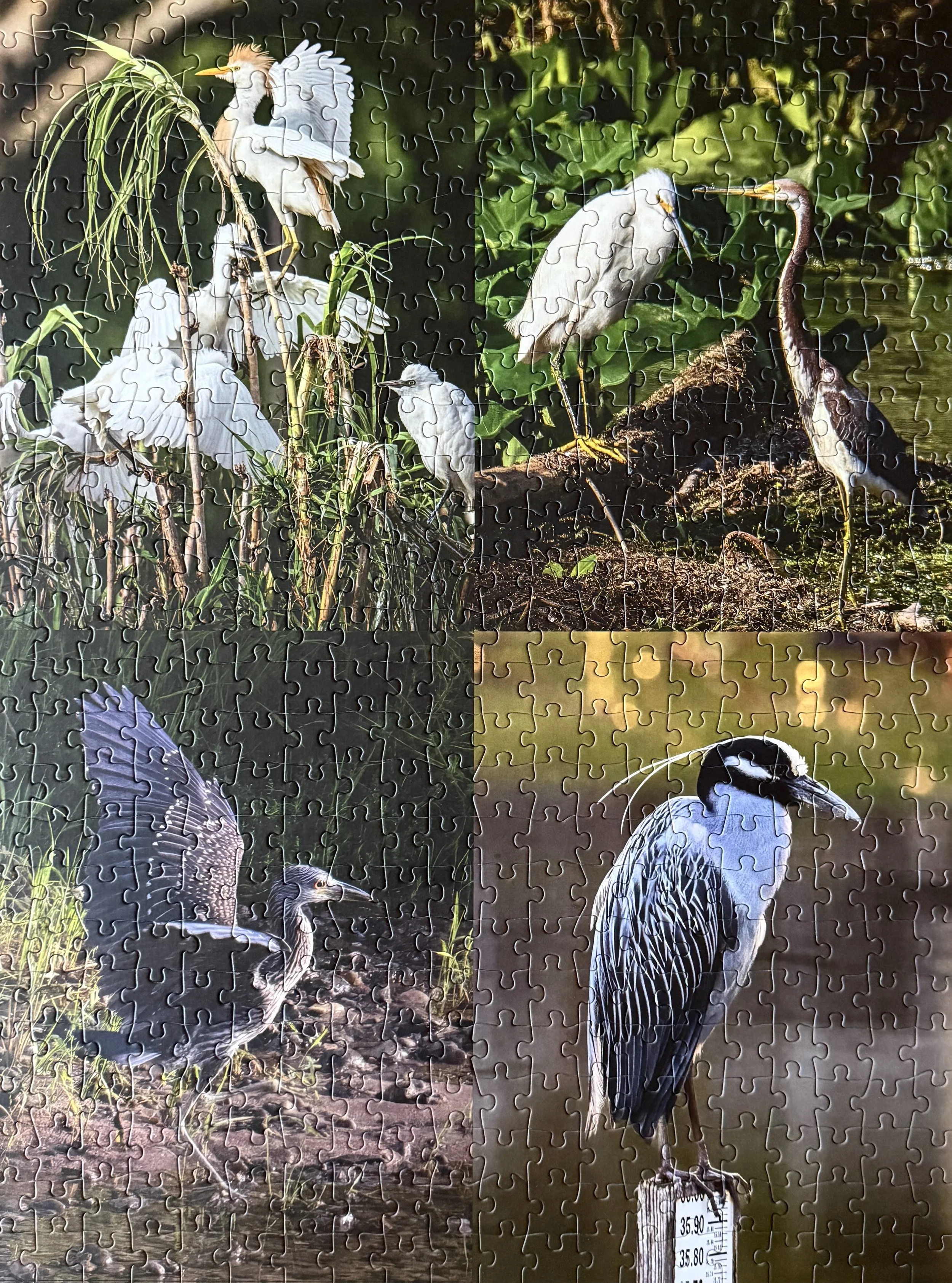 puzzle herons.jpg