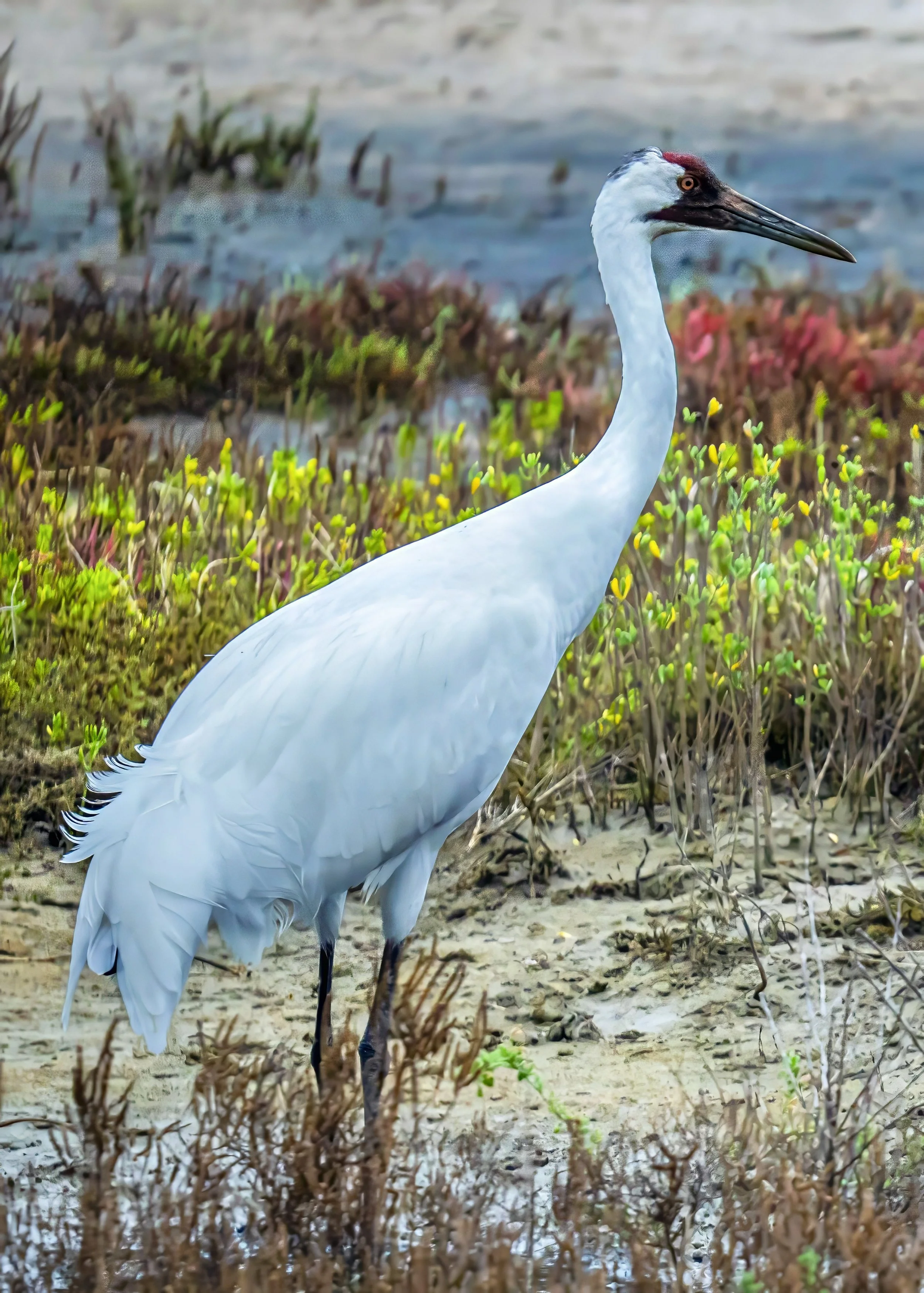 Endangered species, the Whooping Crane, is standing 5-feet tall on the Texas coastline, looking strong, elegant and graceful