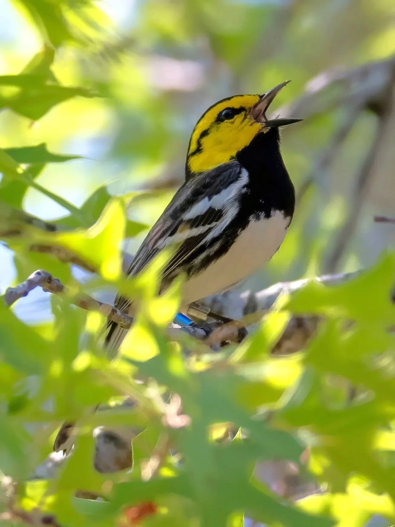 Magnified Golden-cheeked Warbler, perched in sunlight springtime Texas woodlands, chirping and tagged for conservation purposes
