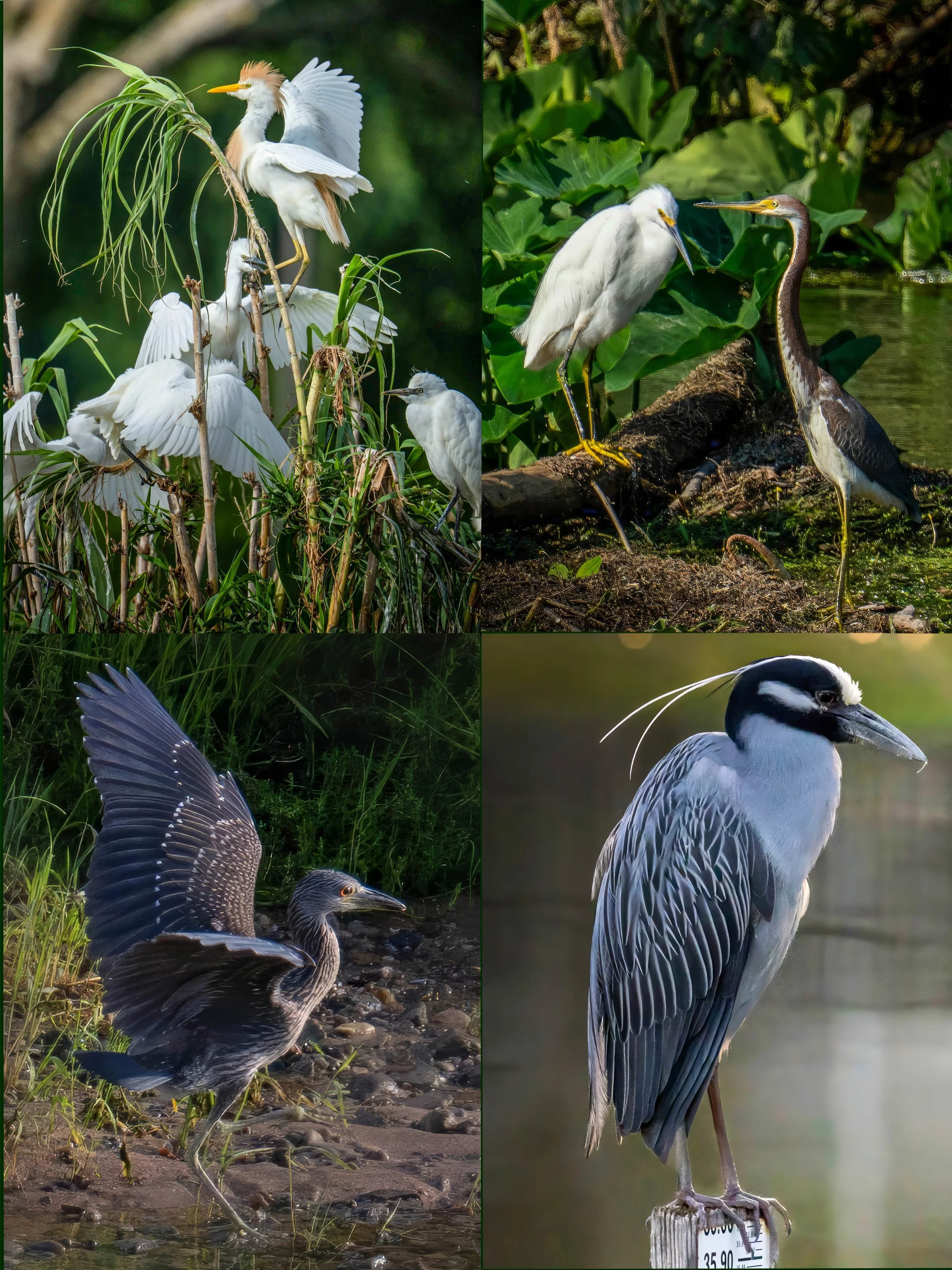 Texas coastal bird collage featuring photos of Cattle Egrets, a Snowy Egret, Tricolored Heron, and Yellow-crowned Night Herons in natural wetland environments in a collage format