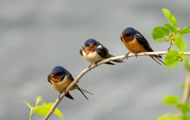 Three Barn Swallows perched in a row across a springtime twig branch in Texas.