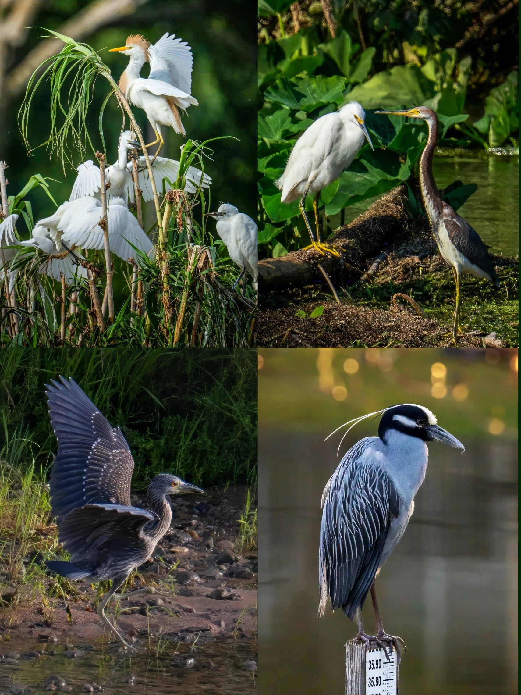 Herons, Egrets & Shores