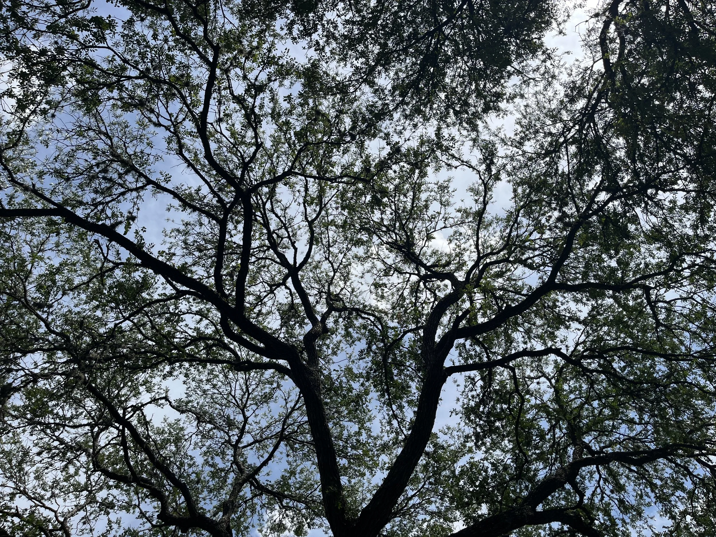 treetop branches and sunlight.jpeg