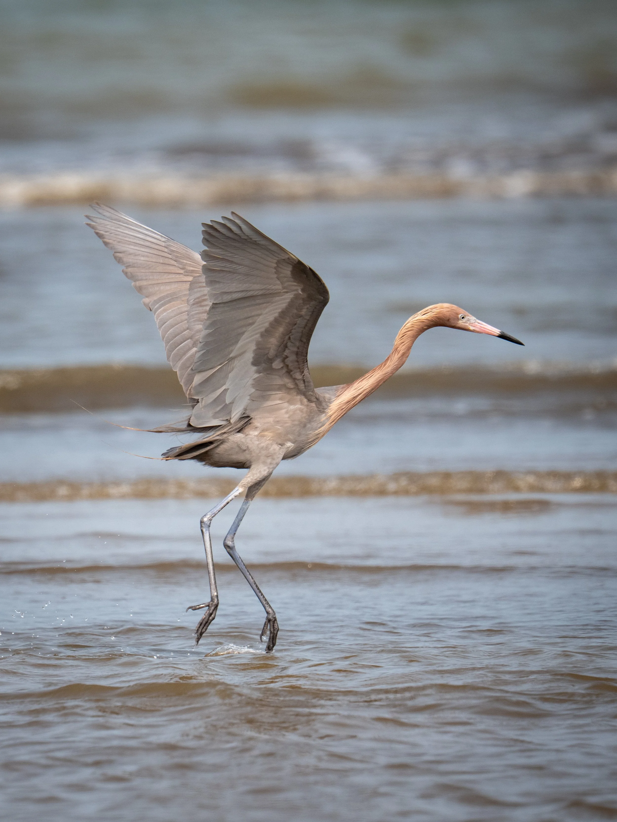 reddish egret flapping along shore.jpg