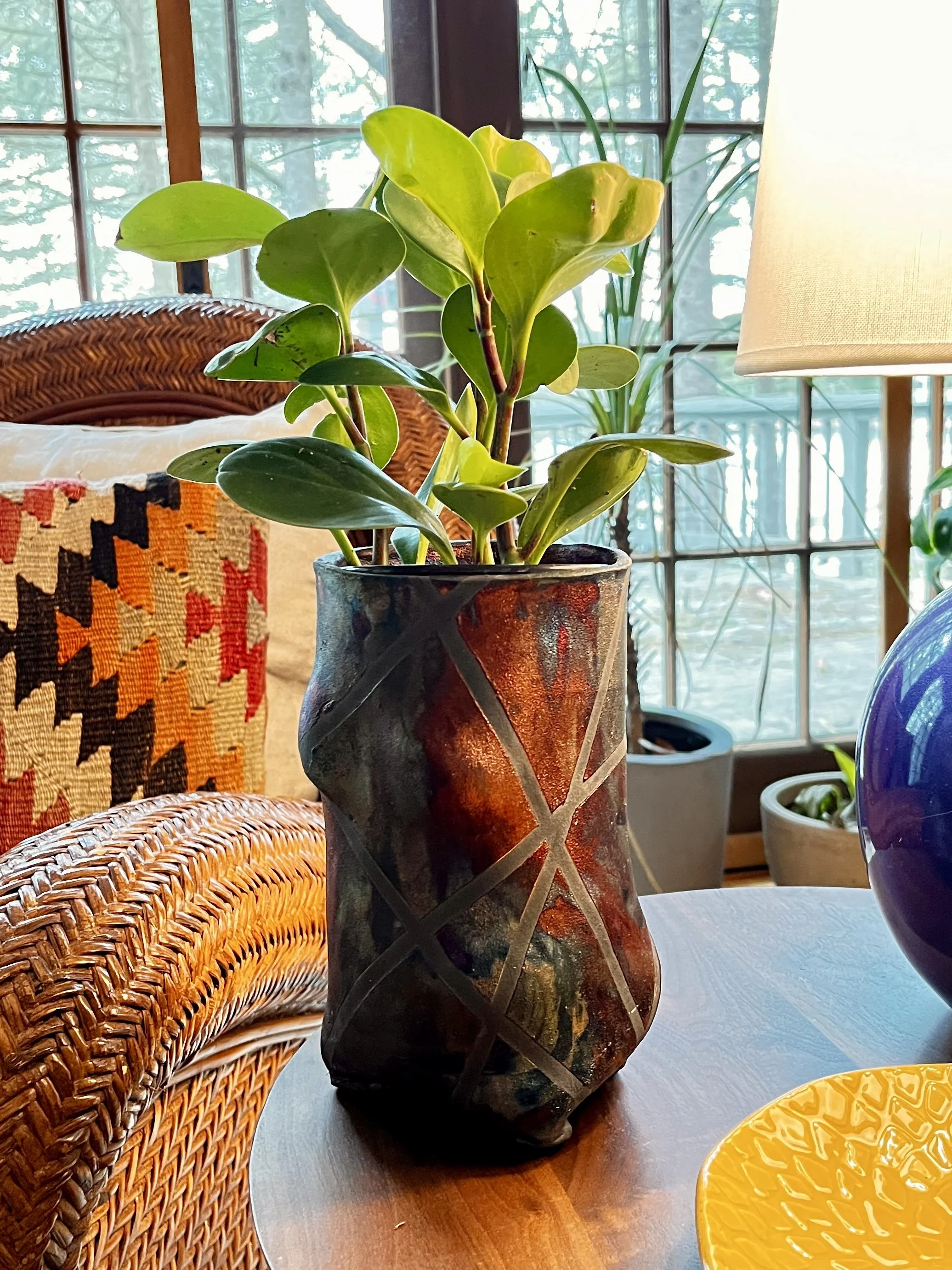 A potted green plant on a wooden table inside a house. The background shows a window with trees outside, and the room is decorated with colorful pillows and ceramic items.