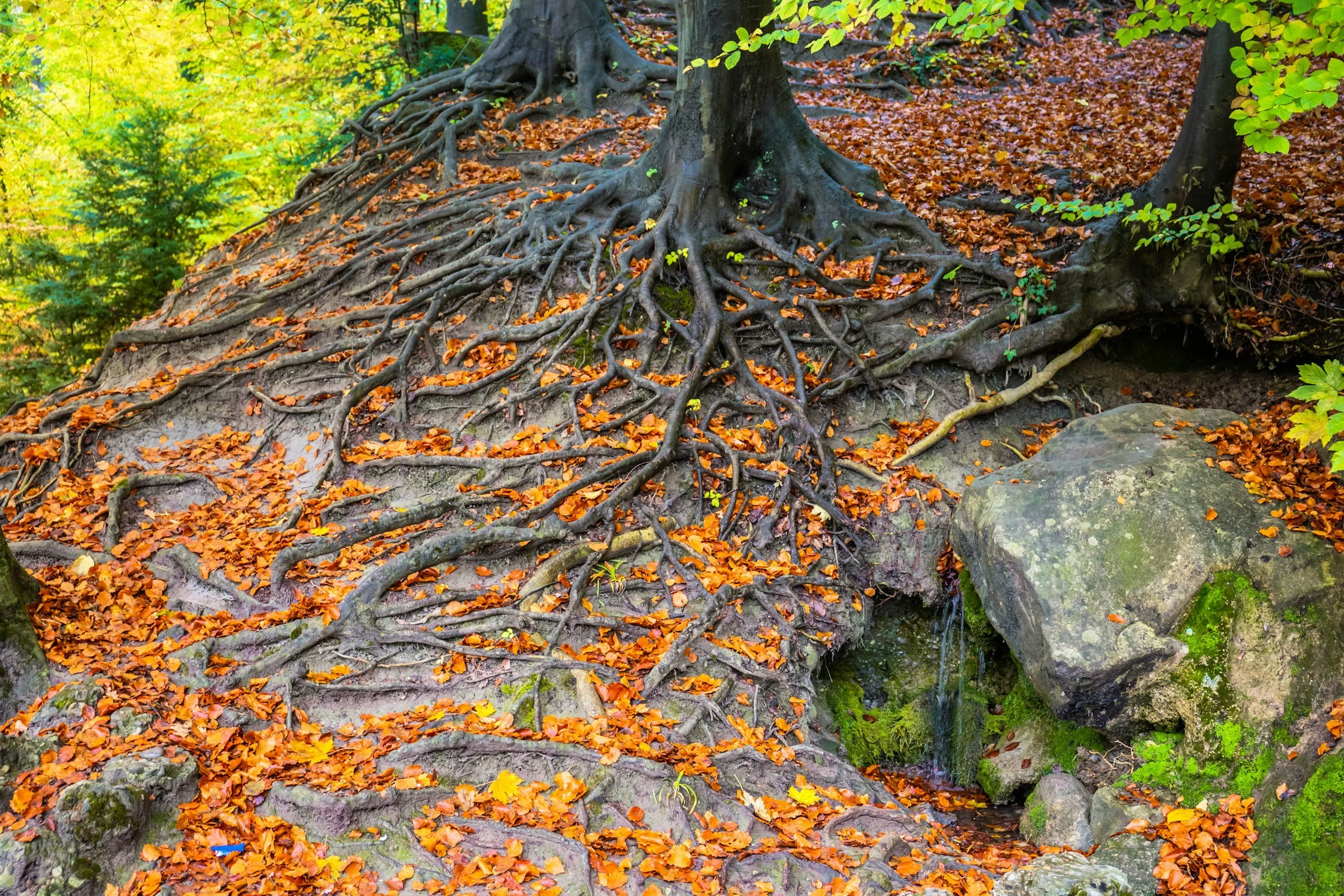 Rewiring Roots
