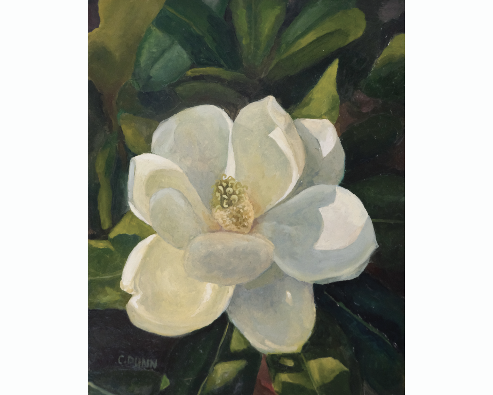 Magnolia Blossom