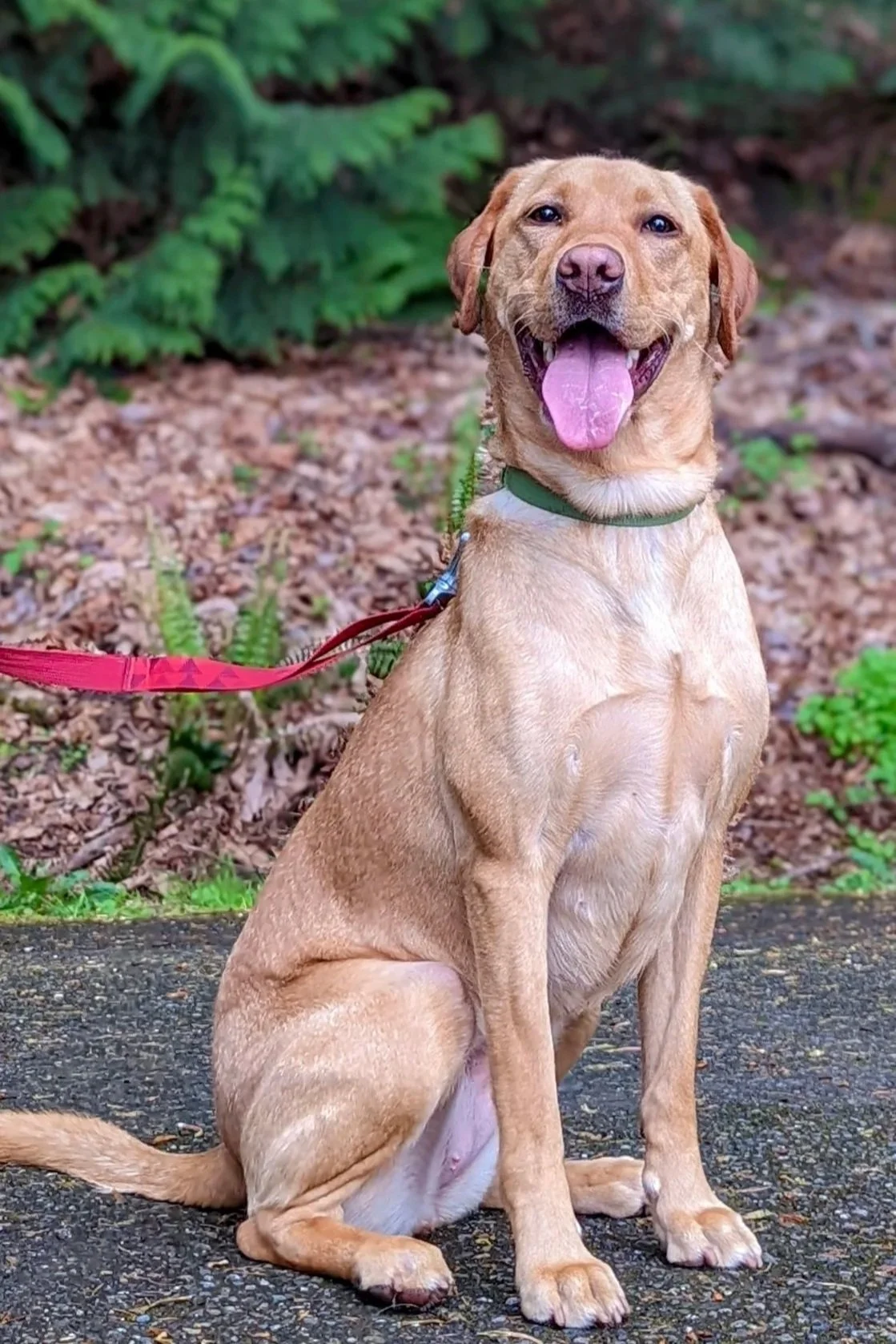 A happy tan Labrador retriever sitting on a sidewalk with a green collar and red leash, tongue out, outdoors with green plants and leaves in the background.