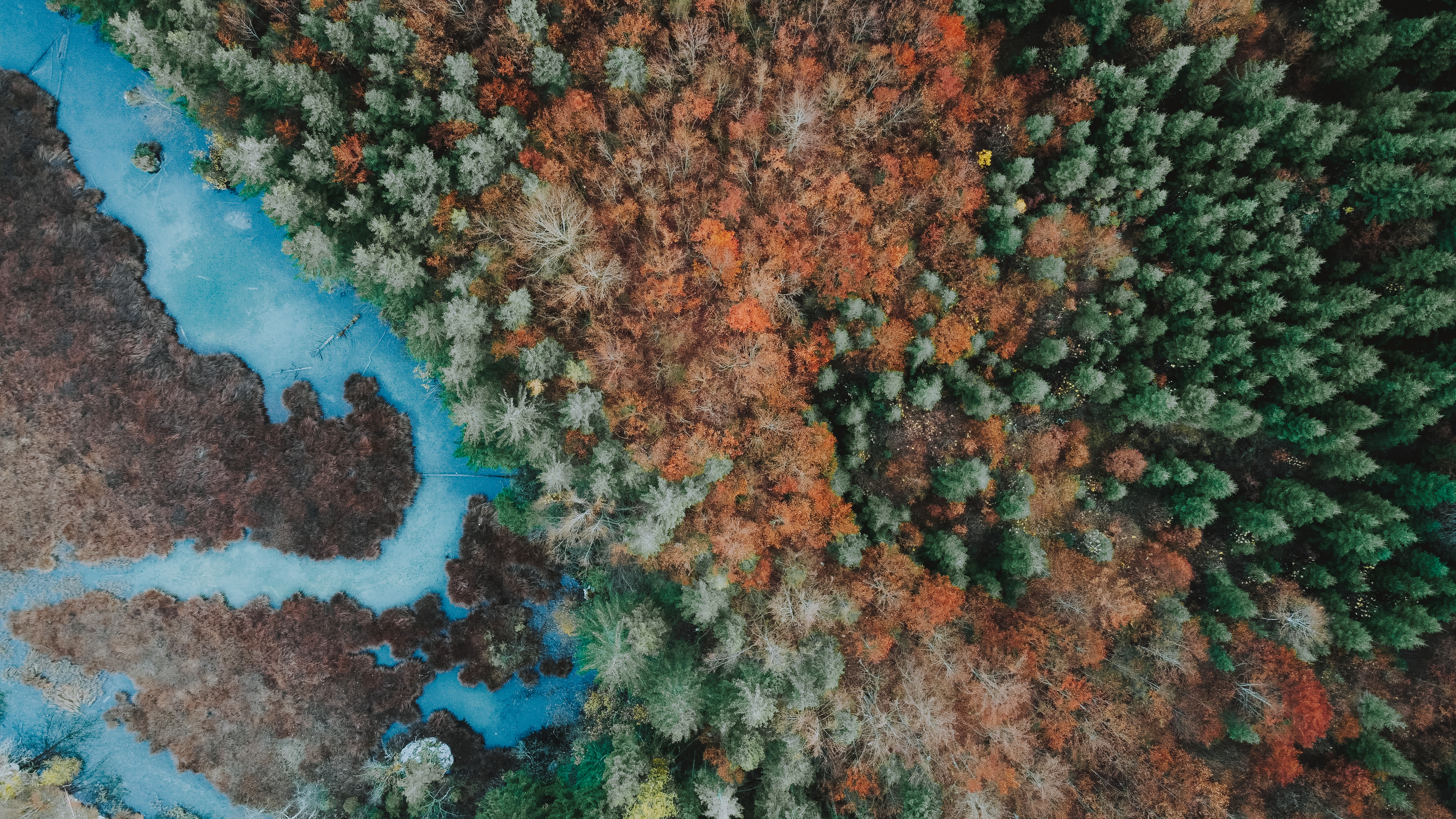 An aerial view of a forest with a mix of green, orange, and brown trees next to a winding blue river.