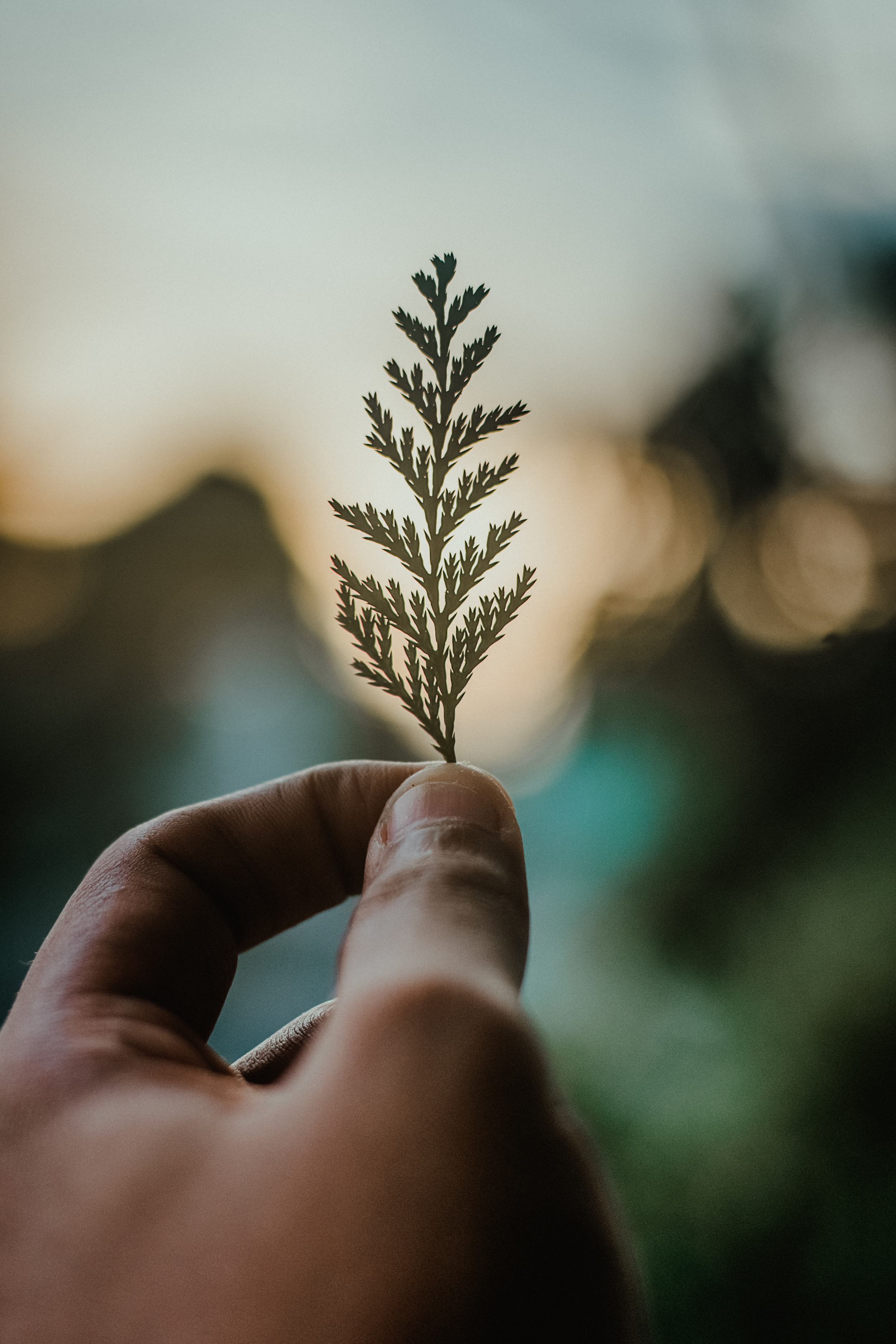 Close-up of a hand holding a small leaf with a blurred background.