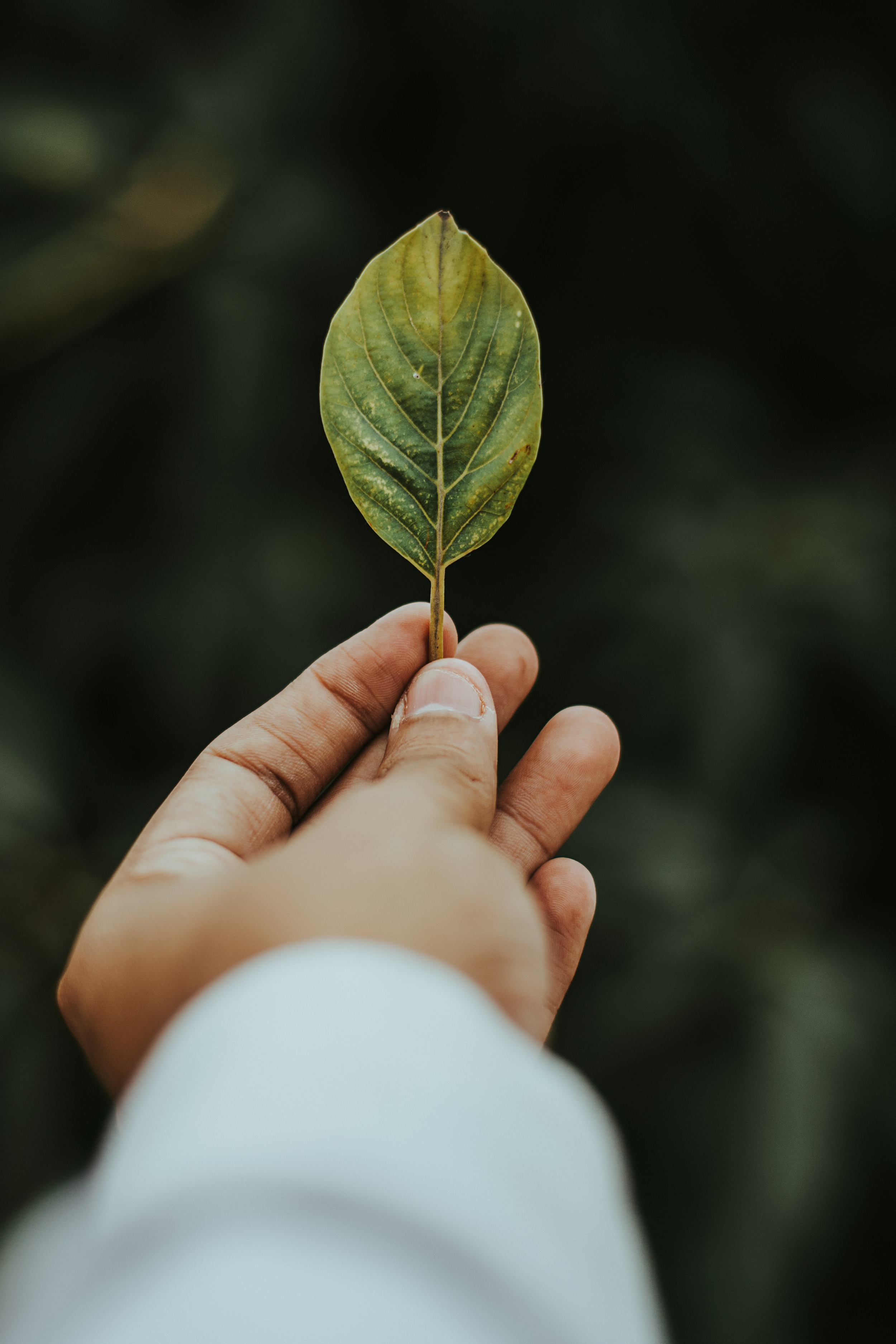 A hand holding a green and yellow leaf against a dark background.