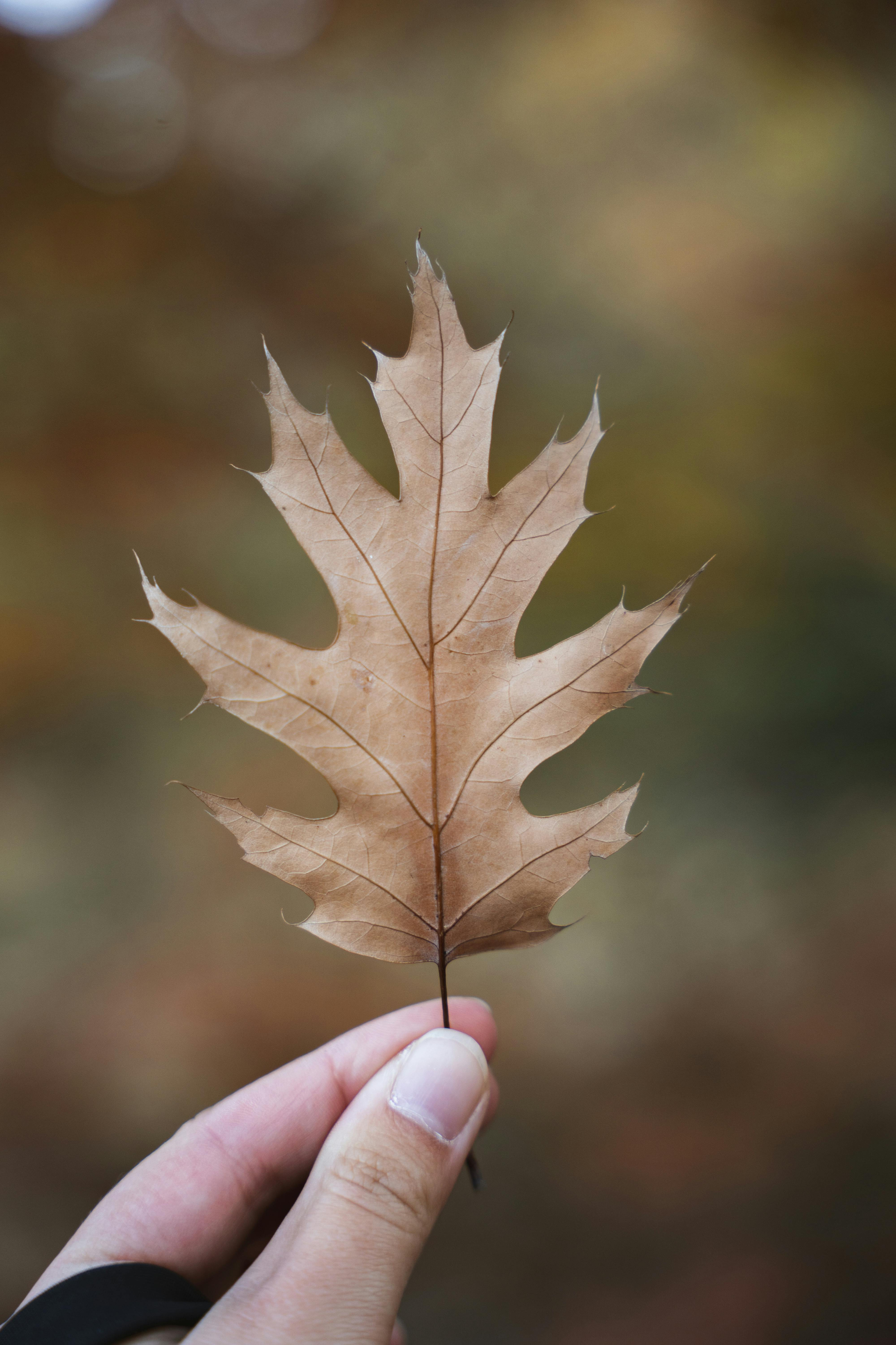 A person holding a dried, brown, pointed maple leaf with their index finger and thumb, against a blurred natural background.