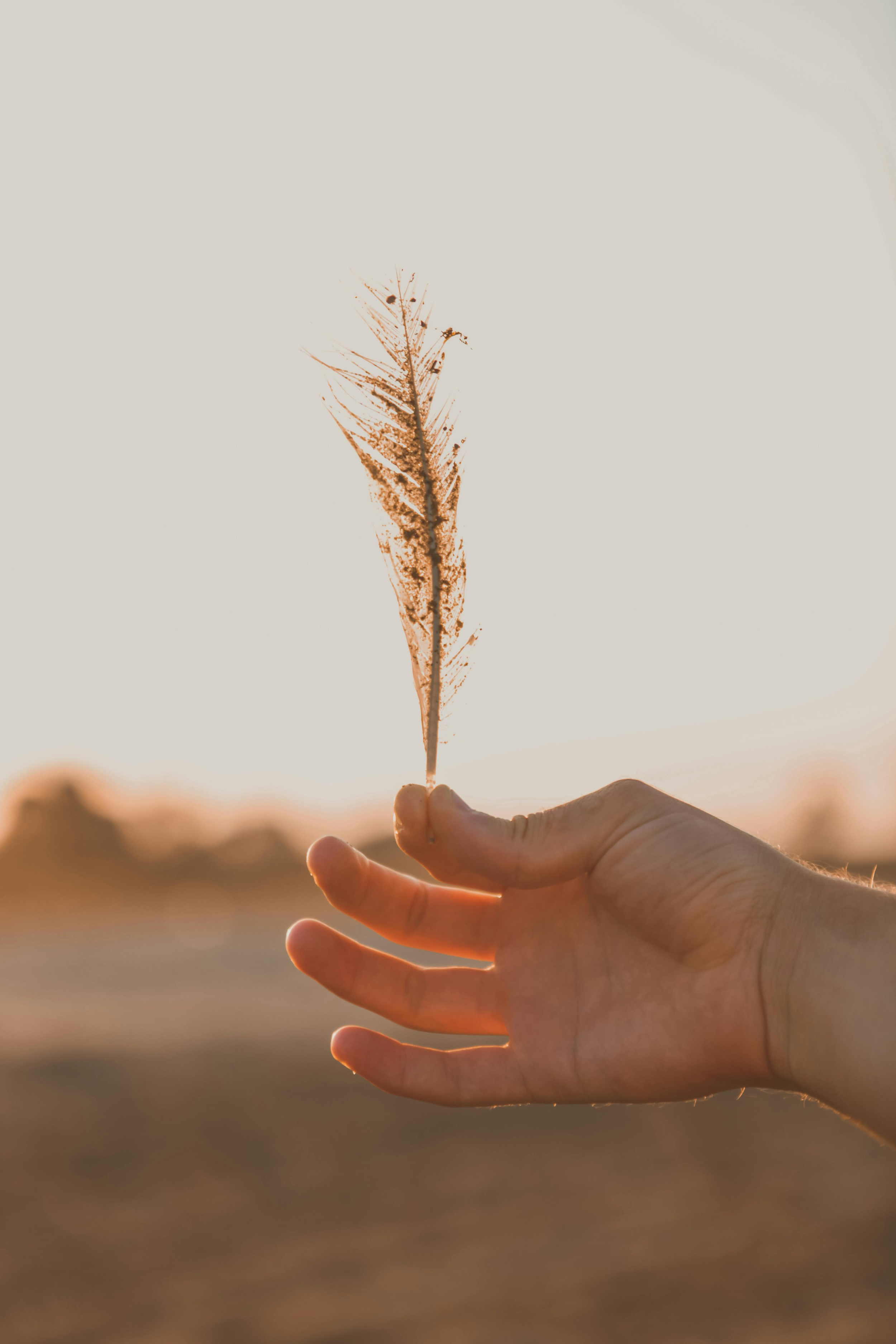A person holding a dried plant or seed head with a sunset or sunrise in the background.