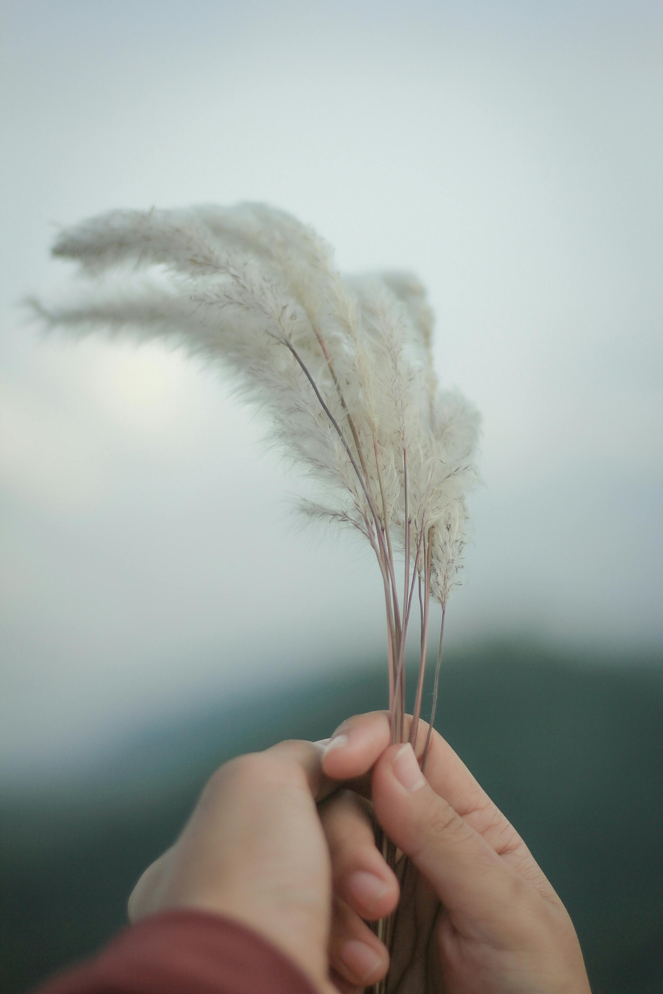 Close-up of a hand holding a small bunch of white feathery ornamental grass stems against a plain light grey background.
