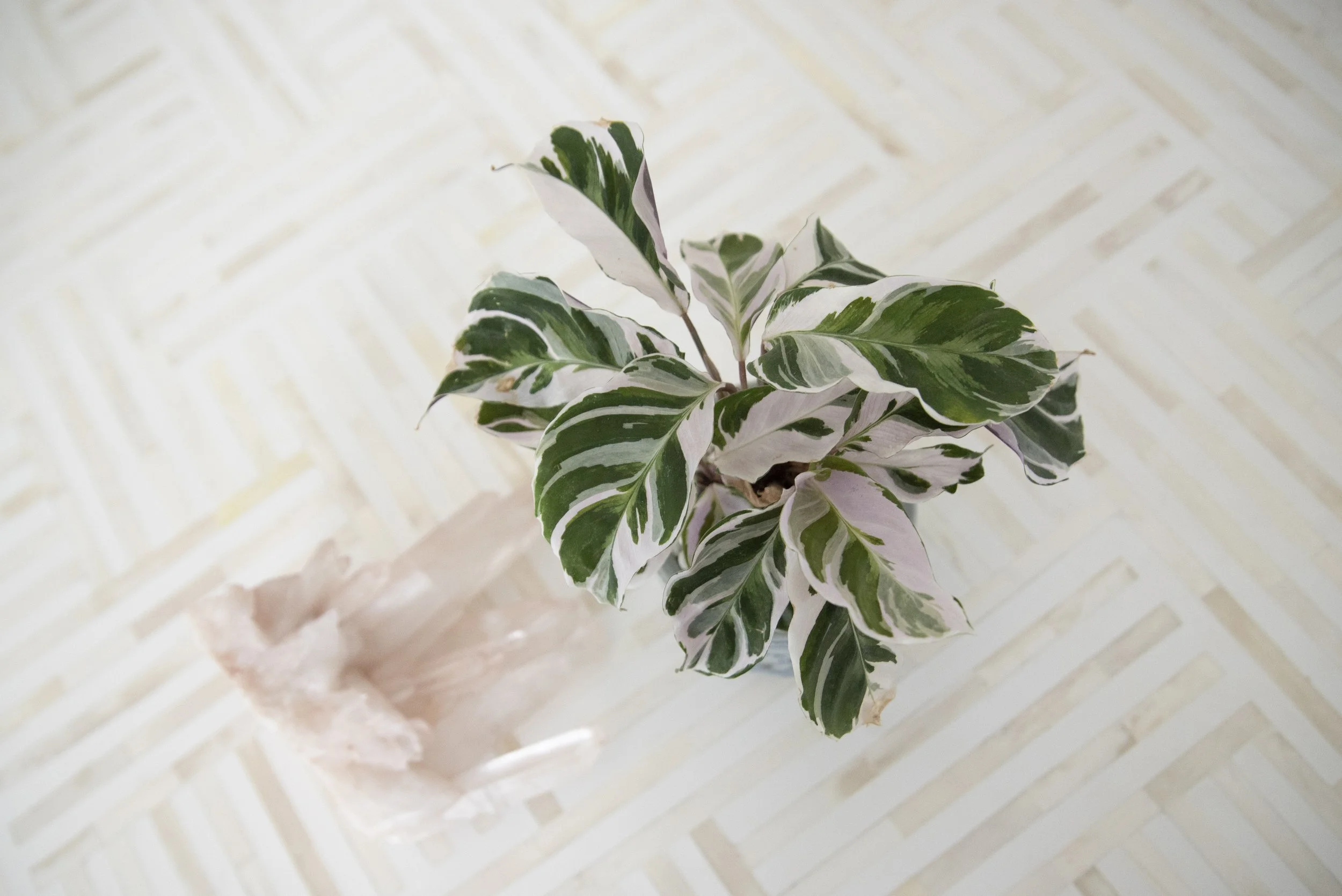 A potted variegated plant with green and white leaves on a light-colored tiled surface.