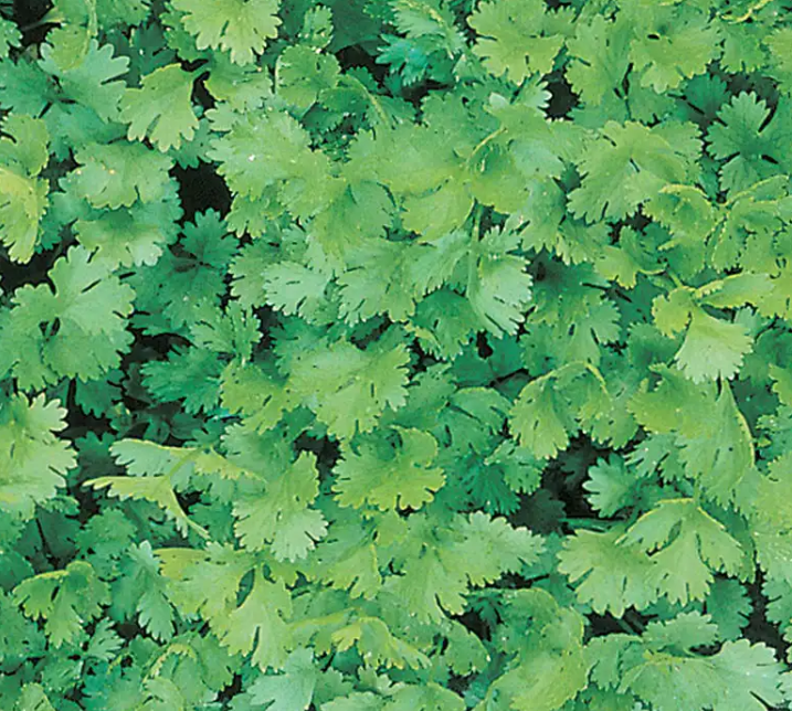 Cilantro Coriander 001.png