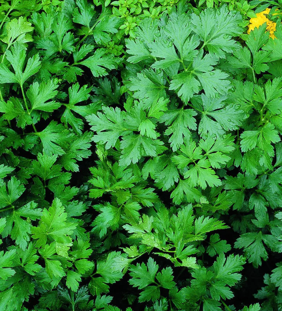 Parsley Flat Italian 001.png