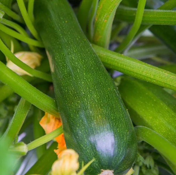 Summer Squash Sure Thing 002.png