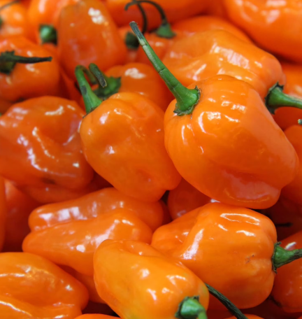 Hot Pepper Habenaro 002.png