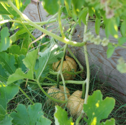 Winter Squash  Thelma Sanders Sweet Potato 003.png