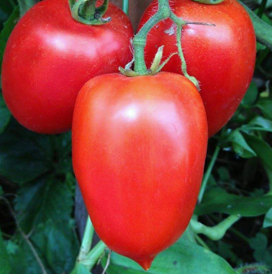 Tomato Amish Paste 002.png