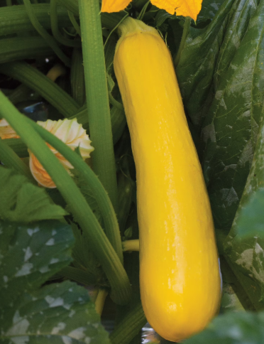 Summer Squash Butterstick 001.png