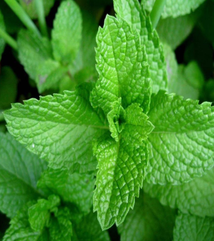 Peppermint Common 001.png