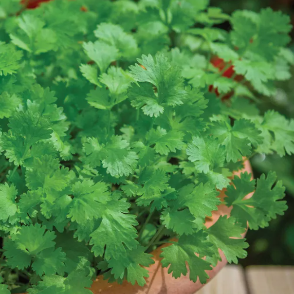 Cilantro Coriander 002.png